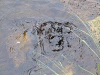 Поход на гряду Чернышева