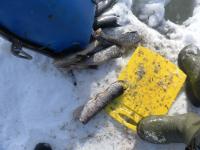 Усинский пингвин 2018