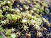 Тундра.
(C) Blacki