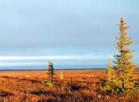 Тундра.
(C) Blacki